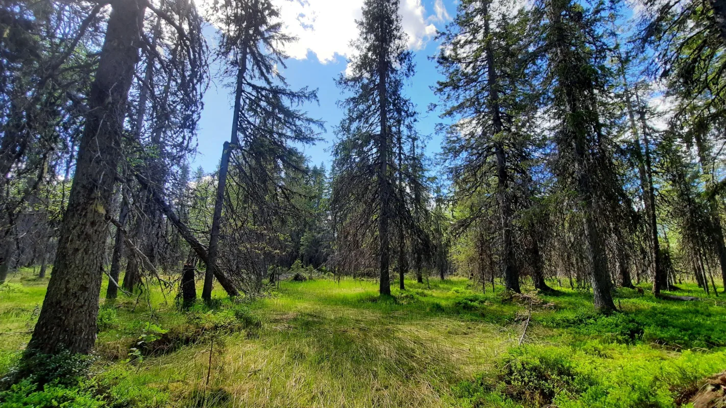 Penikat Forest Reduced